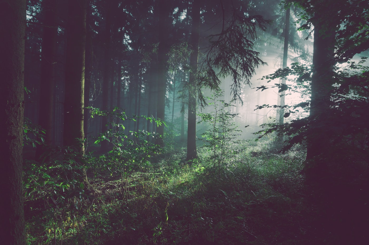 Paysage des Landes